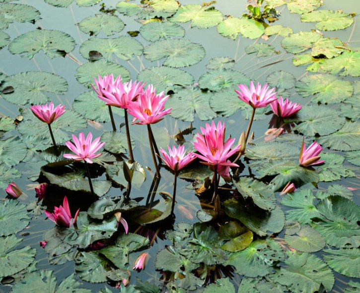 পুকুরে শাপলা ফুলের সৌন্দর্য