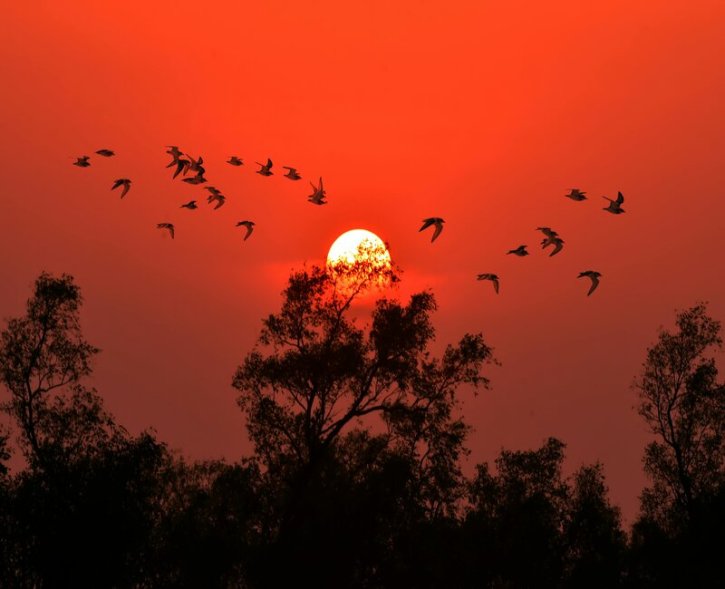 সূর্যাস্তের সময় পাখির উড়ন্ত দৃশ্য