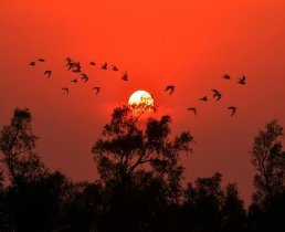 সূর্যাস্তের সময় পাখির উড়ন্ত দৃশ্য