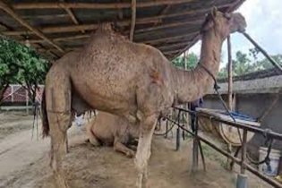 বেনাপোলে কোরবানির বিশেষ আকর্ষণ ‘মরুর জাহাজ’ উট